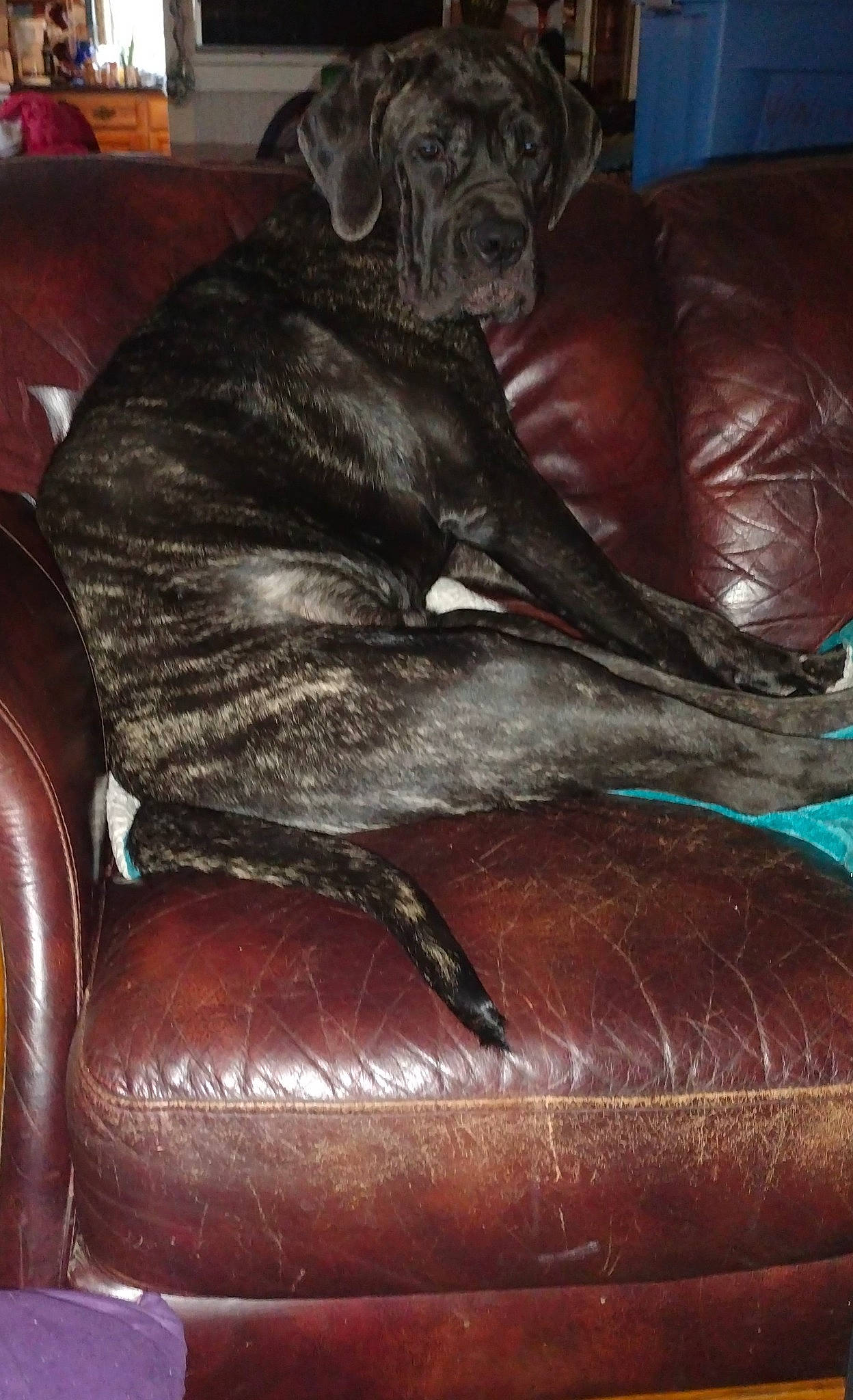 Valkyrie joined the competition — help win amazing prizes! brown, canidae, carnivore, comfort, companion_dog, couch, dog, dog_breed, fawn, fur, furniture, hardwood, human_leg, liver, snout, sporting_group, terrestrial_animal, whiskers, wood, working_animal