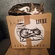Mimine a rejoint le concours — aidez-le/la à gagner de superbes lots ! cat, tabby_cat, cardboard_box, sleeping, fragile, taped_box, handwritten_text, indoor, pet, feline, resting, cozy, animal, living_room, cushion, printed_image, black_and_white, relaxation, cute, household