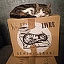 cat, tabby_cat, cardboard_box, sleeping, fragile, taped_box, handwritten_text, indoor, pet, feline, resting, cozy, animal, living_room, cushion, printed_image, black_and_white, relaxation, cute, household