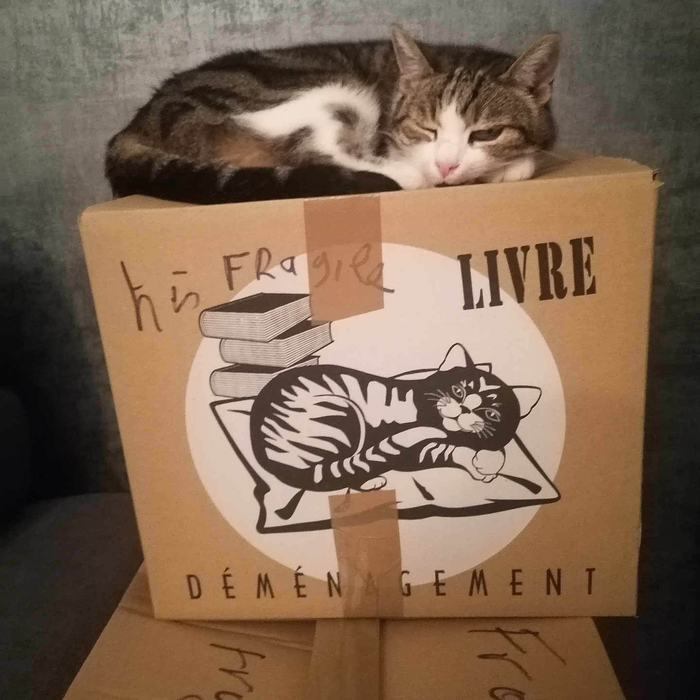 Mimine a rejoint le concours — aidez-le/la à gagner de superbes lots ! animal, black_and_white, cardboard_box, cat, cozy, cushion, cute, feline, fragile, handwritten_text, household, indoor, living_room, pet, printed_image, relaxation, resting, sleeping, tabby_cat, taped_box