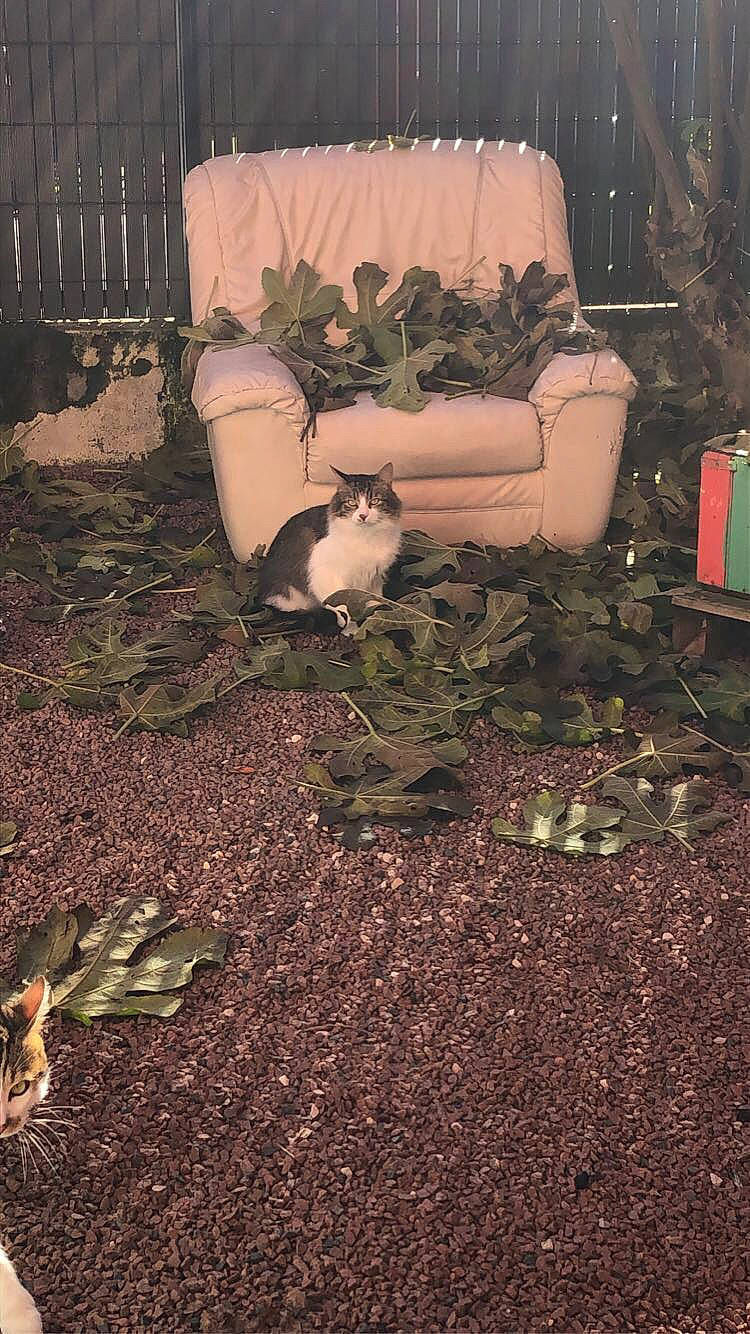 Turbo a rejoint le concours — aidez-le/la à gagner de superbes lots ! carnivore, cat, darkness, domestic_short_haired_cat, felidae, flooring, garden, grass, groundcover, landscape, plant, road_surface, sitting, small_to_medium_sized_cats, soil, tail, tints_and_shades, tree, whiskers, wood