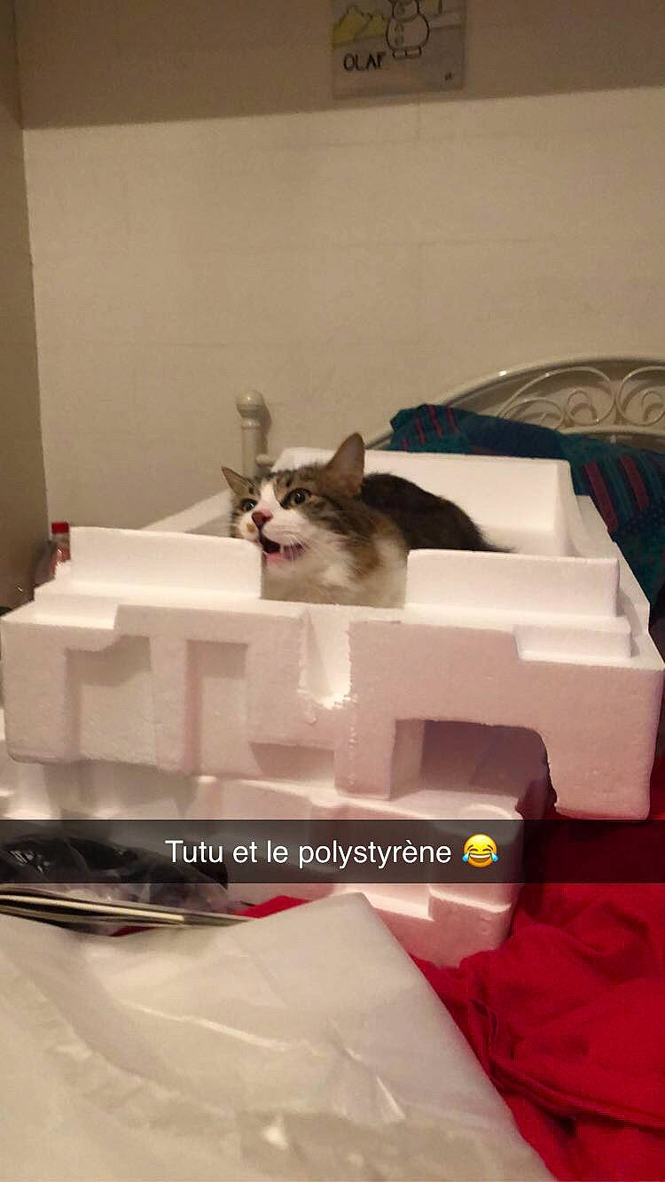 Turbo participe au concours pour gagner de l'argent avec cette photo : automotive_design, box, carnivore, cat, comfort, felidae, magenta, packaging_and_labeling, paper, paper_product, pet_supply, plate, rectangle, room, serveware, small_to_medium_sized_cats, sweetness, tableware, tail, whiskers