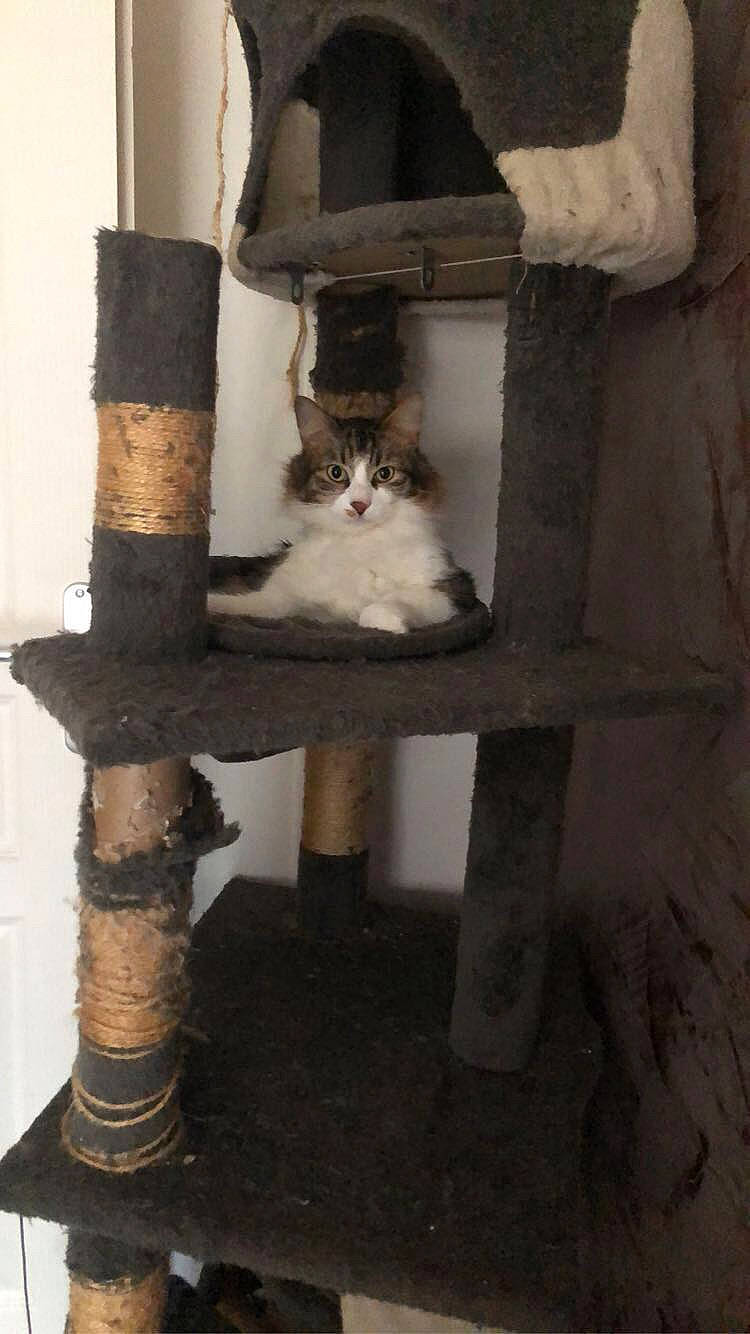 Turbo a rejoint le concours — aidez-le/la à gagner de superbes lots ! carnivore, cat, cat_supply, chair, domestic_short_haired_cat, fawn, felidae, fur, hardwood, room, sitting, small_to_medium_sized_cats, stairs, tail, tints_and_shades, whiskers, window, wood