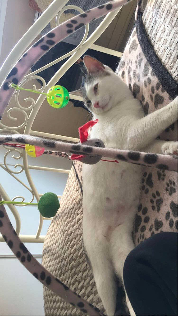 Blanco a rejoint le concours — aidez-le/la à gagner de superbes lots ! carnivore, cat, circle, comfort, domestic_short_haired_cat, electrical_wiring, fawn, felidae, fur, linens, mammal, pattern, paw, rim, room, small_to_medium_sized_cats, spoke, tail, whiskers, white