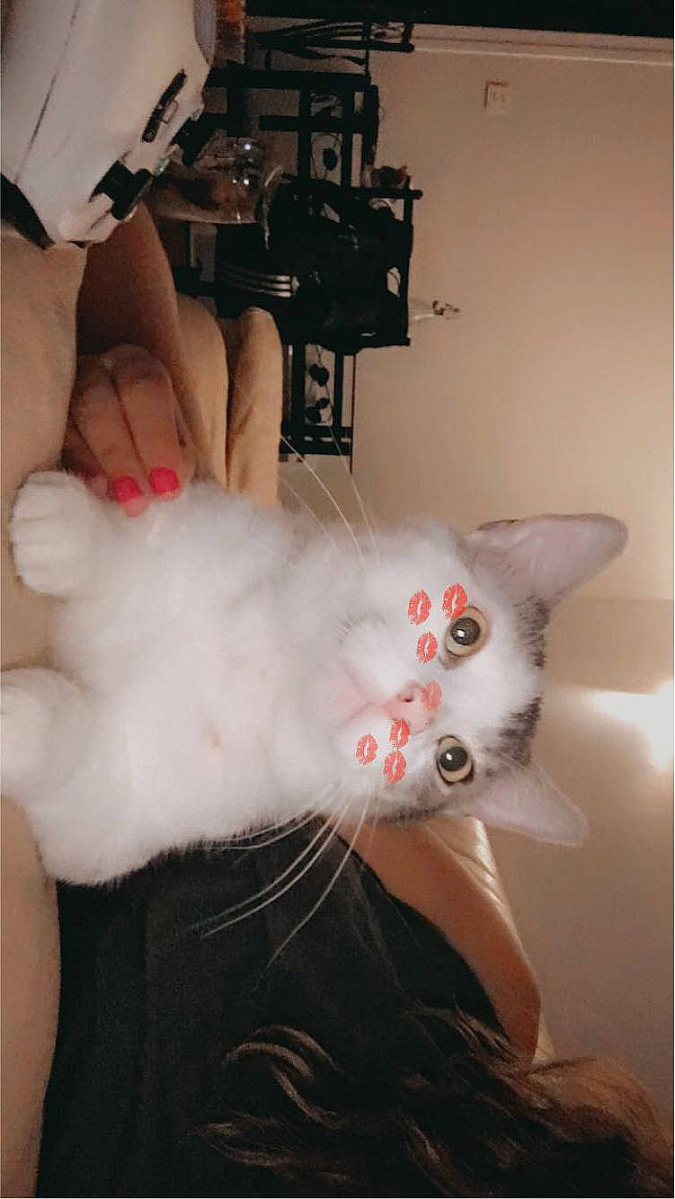 Blanco a rejoint le concours — aidez-le/la à gagner de superbes lots ! carnivore, cat, claw, domestic_short_haired_cat, ear, fang, fawn, felidae, finger, flesh, foot, fur, jaw, mammal, nail, paw, small_to_medium_sized_cats, snout, tail, whiskers