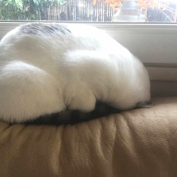 Blanco a rejoint le concours — aidez-le/la à gagner de superbes lots ! canidae, carnivore, cat, comfort, companion_dog, dog_breed, duvet, felidae, fur, linens, nap, plant, sleep, small_to_medium_sized_cats, snout, sporting_group, tail, terrestrial_animal, whiskers, window