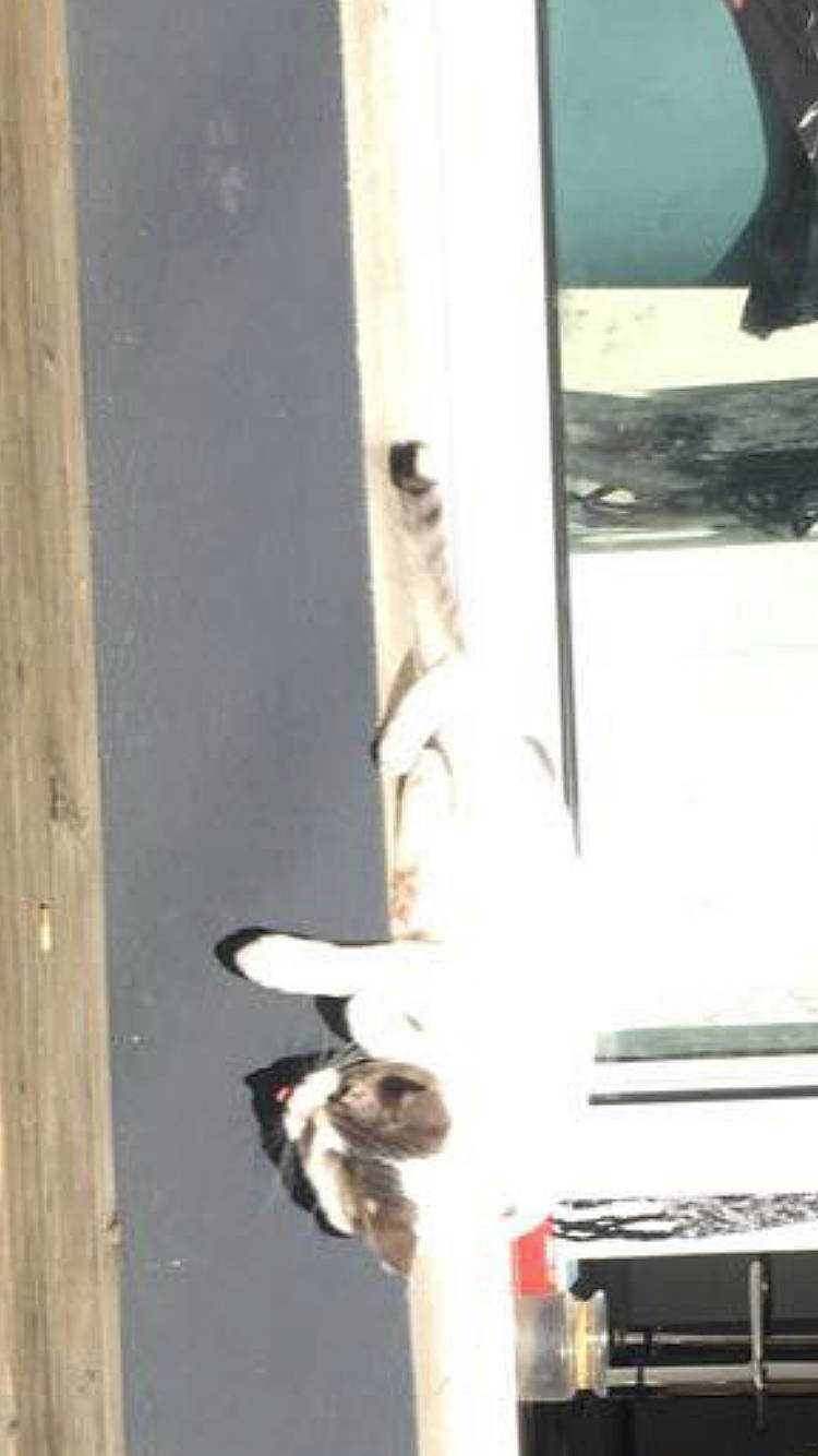 Blanco participe au concours pour gagner de l'argent avec cette photo : companion_dog, dog, dog_breed, fawn, felidae, fur, non_sporting_group, shadow, small_to_medium_sized_cats, tail, vehicle_door, whiskers, wildlife, window, windshield, wood, working_animal