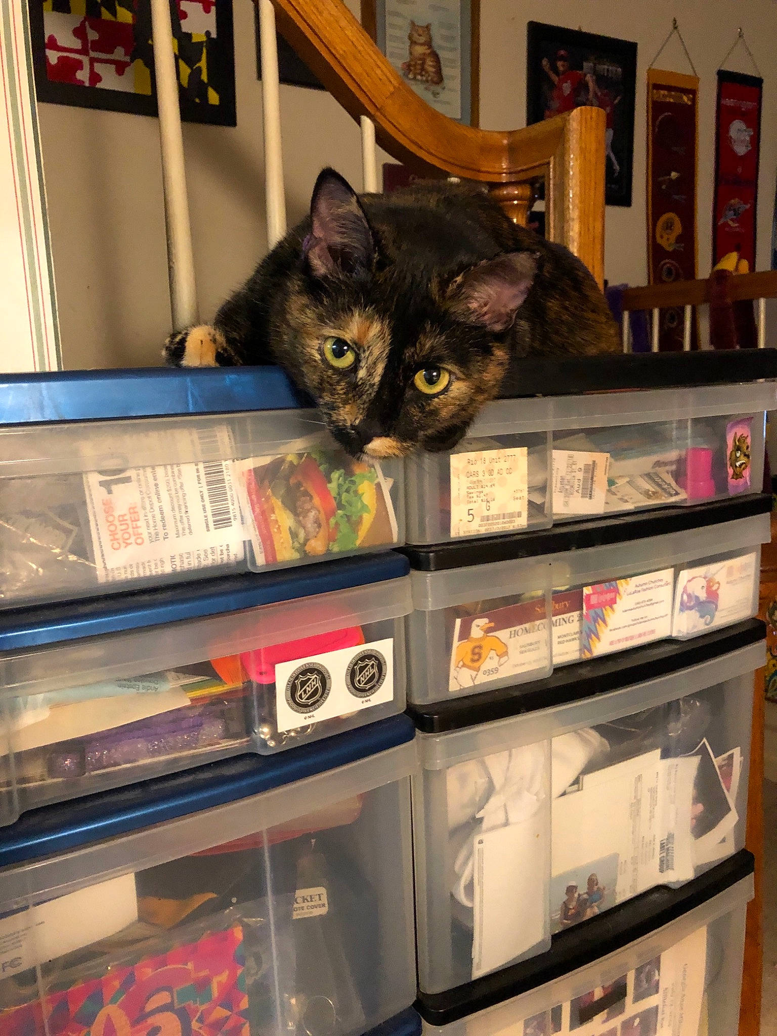 Freedom joined the competition — help win amazing prizes! asian, carnivore, cat, domestic_short_haired_cat, felidae, shelf, shelving, small_to_medium_sized_cats, whiskers