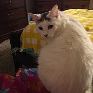 Chocolate is registered to the contest to win money with this photo: animal, bed, bedroom, blanket, cat, colorful_blanket, cozy, curious, domestic_cat, dresser, fur, furniture, home, indoor, looking_back, pet, resting, soft_light, white_cat, yellow_bedspread