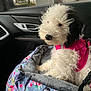 Bernice is registered to the contest to win money with this photo: dog, puppy, curly_fur, black_and_white, pink_harness, floral_bed, car_interior, side_mirror, window, leash, pet_travel_bed, seat, portrait, looking_at_camera, cute, cozy, passenger, travel, vehicle, fur