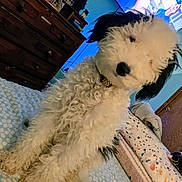 Bernice is registered to the contest to win money with this photo: dog, puppy, bed, blanket, bedding, dresser, television, tv_screen, curly_fur, black_and_white, collar, pillow, bedroom, interior, wooden_furniture, close_up, cute, pet, playful, patterned_sheet