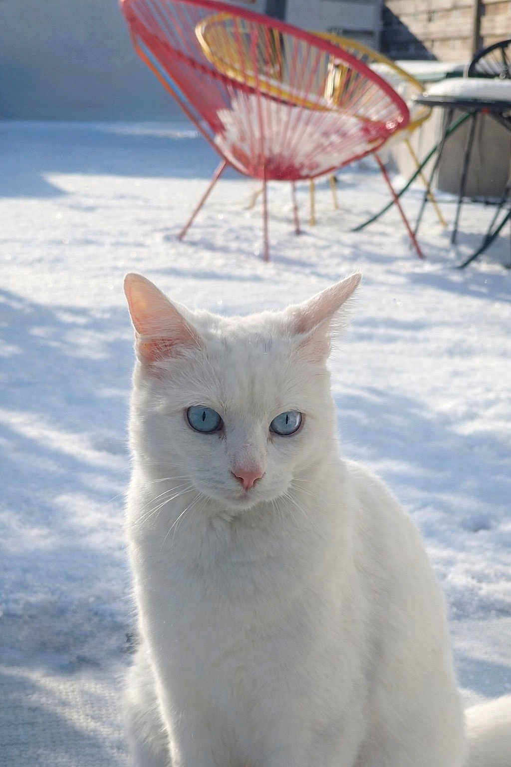 Chanel participe au concours pour gagner de l'argent avec cette photo : cat, white_cat, blue_eyes, snow, outdoor, animal, pet, feline, winter, sunlight, chair, colorful_chair, modern_furniture, background_blur, portrait, sitting, cute, fluffy, domestic_animal, daylight