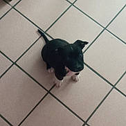 Oslo participe au concours pour gagner de l'argent avec cette photo : puppy, dog, black_and_white, floor, tile, pet, animal, cute, small, indoor, looking_up, young, domestic_animal, canine, sitting, fur, whiskers, tail, ears, paws