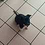puppy, dog, black_and_white, floor, tile, pet, animal, cute, small, indoor, looking_up, young, domestic_animal, canine, sitting, fur, whiskers, tail, ears, paws