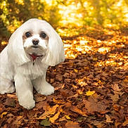 Lulu joined the competition — help win amazing prizes! dog, white_dog, autumn, fall_leaves, outdoor, pet, cute, fluffy, nature, seasonal, leaf_litter, sunlight, animal, mammal, small_dog, portrait, sitting, fur, canine, forest_floor