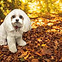 dog, white_dog, autumn, fall_leaves, outdoor, pet, cute, fluffy, nature, seasonal, leaf_litter, sunlight, animal, mammal, small_dog, portrait, sitting, fur, canine, forest_floor