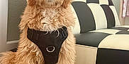Hank is registered to the contest to win money with this photo: adorable, animal, black_and_white, canine, carpet, couch, cute, dog, friendly, fur, furniture, golden_doodle, harness, home, house, indoor, living_room, pet, puppy, sitting