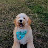Hank is registered to the contest to win money with this photo: animal, bandana, canine, cute, dog, domestic_animal, fluffy, friendly, fur, golden_doodle, grass, happy, nature, outdoor, pet, playful, sitting, smiling, summer, yard