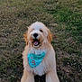 animal, bandana, canine, cute, dog, domestic_animal, fluffy, friendly, fur, golden_doodle, grass, happy, nature, outdoor, pet, playful, sitting, smiling, summer, yard