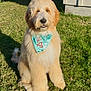 dog, golden_doodle, bandana, grass, outdoor, sunlight, pets, fluffy, cute, canine, smiling, fur, animal, holiday, nature, portrait, sitting, friendly, domestic_animal, summer