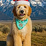 dog, golden_doodle, santa_hat, bandana, outdoor, mountains, snow, blue_sky, grass, holiday, festive, cute, pet, fluffy, canine, nature, portrait, smiling, winter, scenic