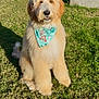 dog, golden_doodle, bandana, grass, outdoor, pet, fluffy, sunlight, smiling, canine, sitting, fur, cute, animal, friendly, summer, portrait, playful, domestic_animal, happy
