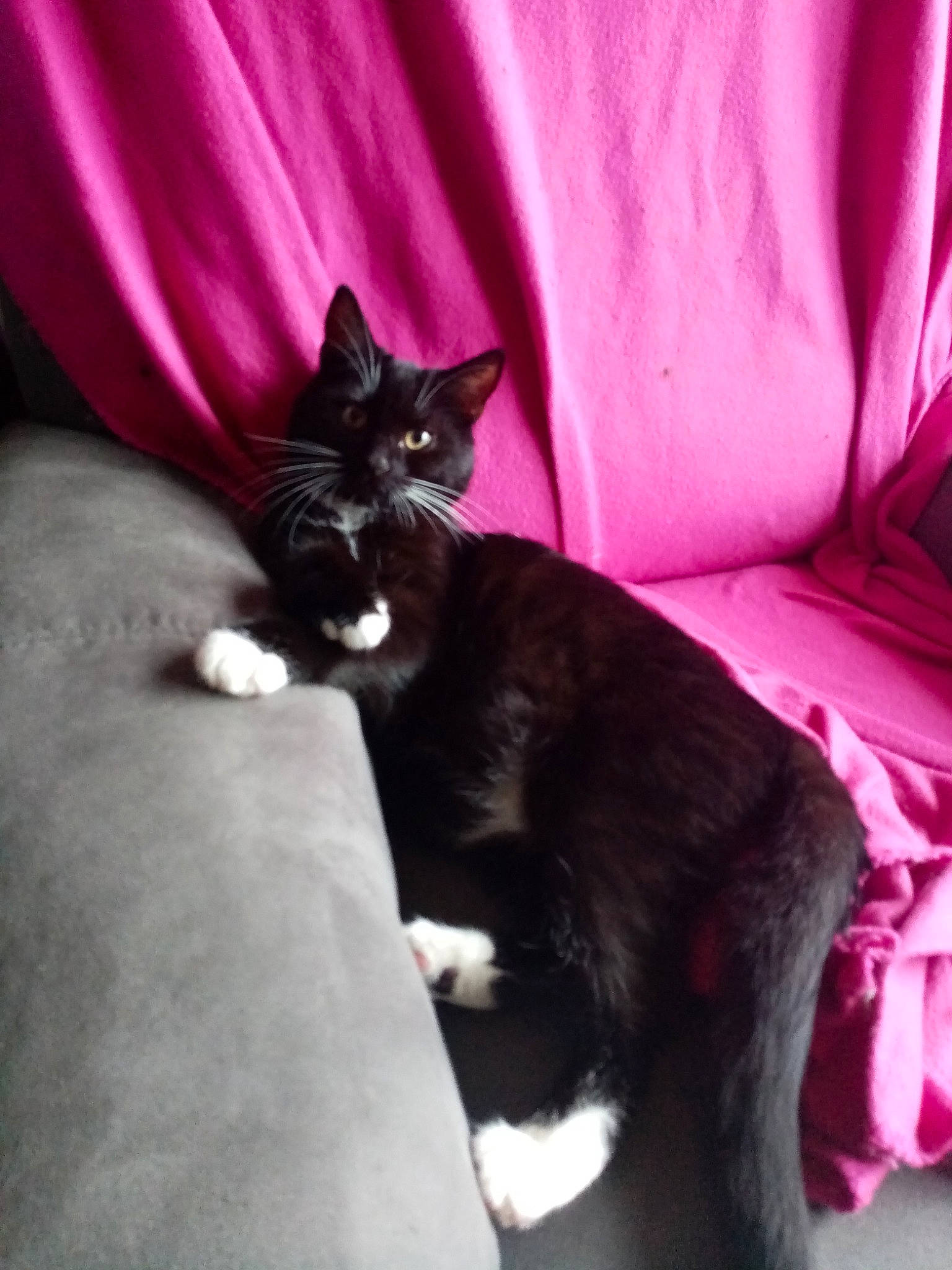 Princesse participe au concours pour gagner de l'argent avec cette photo : bombay, carnivore, cat, comfort, domestic_short_haired_cat, felidae, fur, grey, magenta, purple, sitting, small_to_medium_sized_cats, tail, terrestrial_animal, tints_and_shades, whiskers