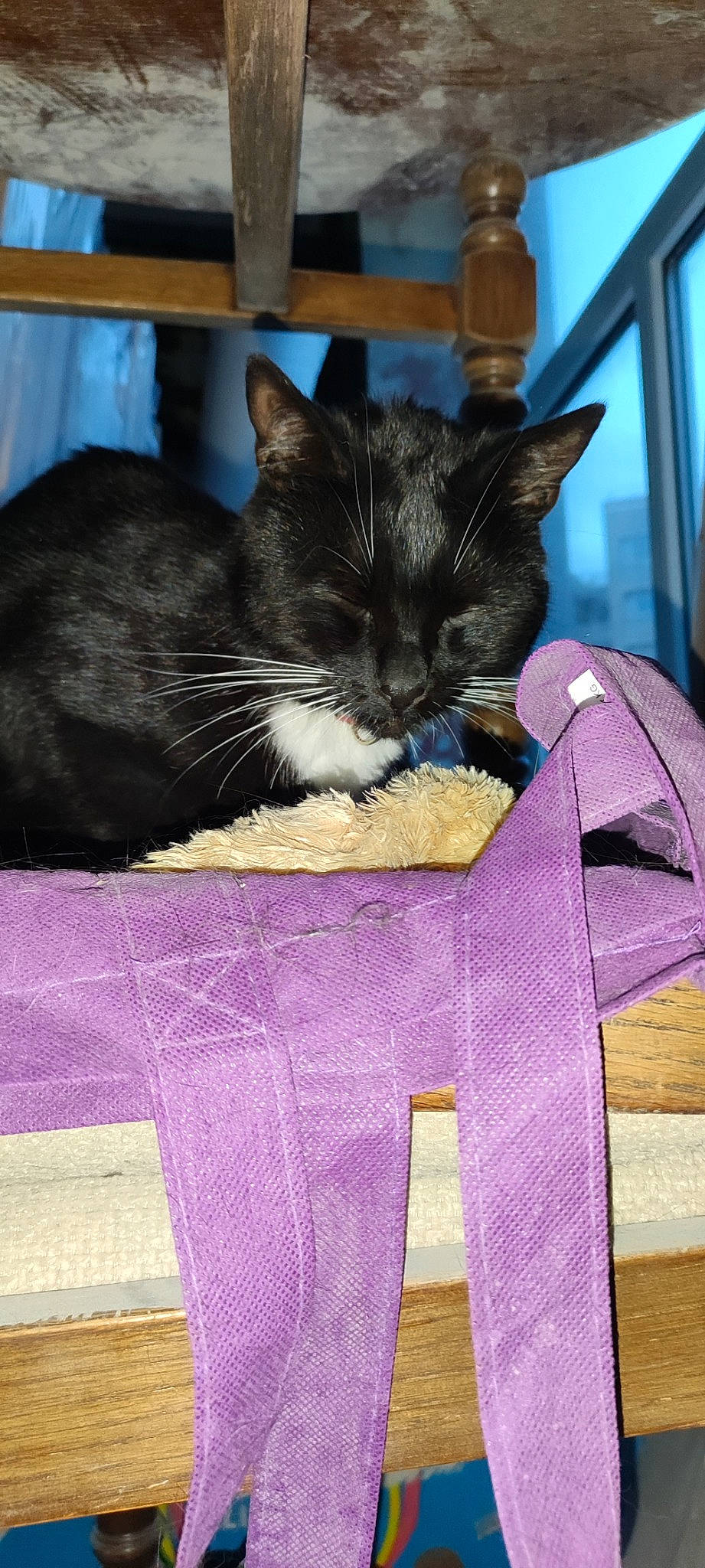 Princesse participe au concours pour gagner de l'argent avec cette photo : black_cat, carnivore, cat, cat_supply, claw, comfort, domestic_short_haired_cat, electric_blue, felidae, fur, lap, linens, magenta, pet_supply, purple, small_to_medium_sized_cats, snout, tail, whiskers, window