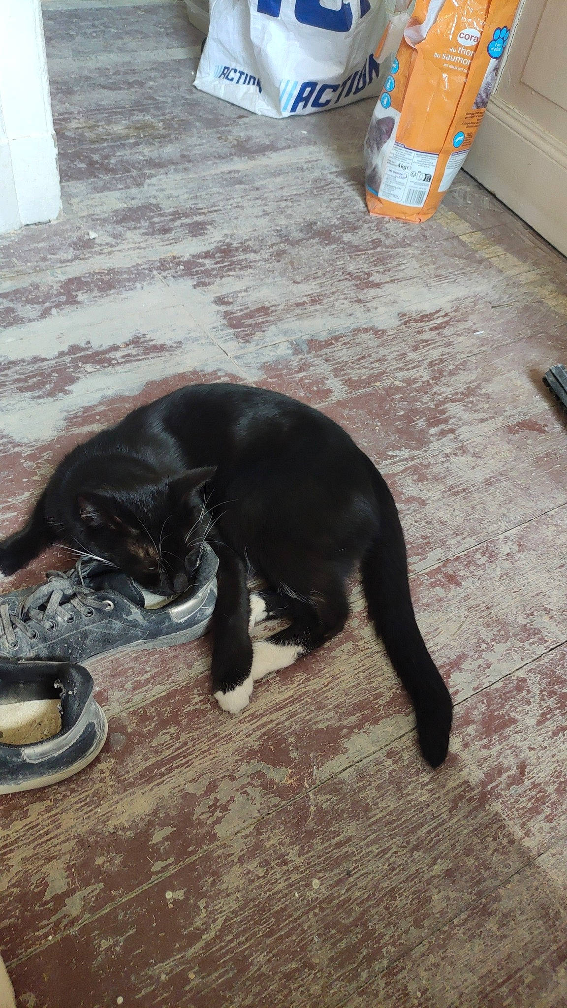 Princesse a rejoint le concours — aidez-le/la à gagner de superbes lots ! black_cat, carnivore, cat, claw, collar, comfort, companion_dog, dog_breed, felidae, floor, flooring, fur, hardwood, paw, pet_supply, small_to_medium_sized_cats, sporting_group, tail, whiskers, wood