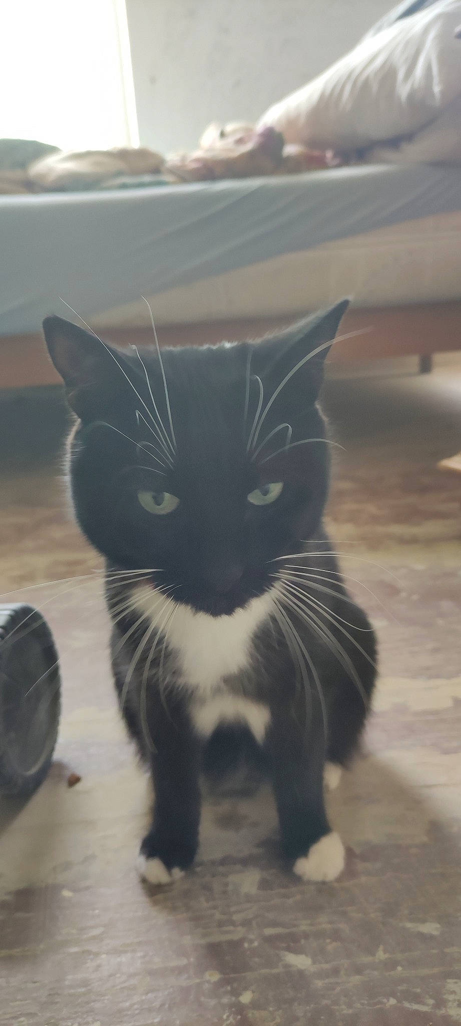 Princesse participe au concours pour gagner de l'argent avec cette photo : black_cat, carnivore, cat, claw, domestic_short_haired_cat, felidae, flooring, fur, grey, monochrome, monochrome_photography, paw, sand, shadow, sitting, small_to_medium_sized_cats, snout, tail, terrestrial_animal, whiskers