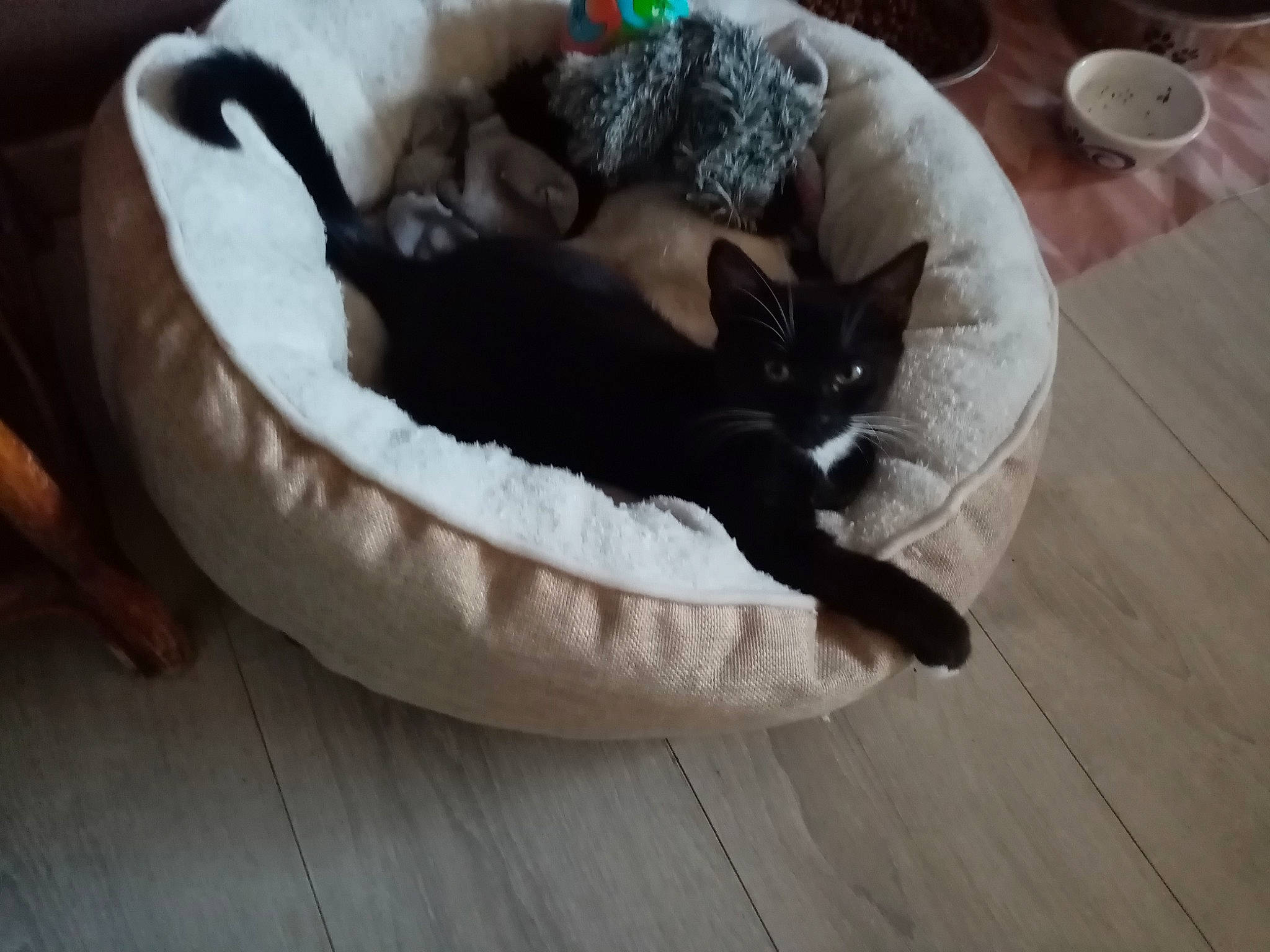 Princesse participe au concours pour gagner de l'argent avec cette photo : carnivore, cat, cat_bed, cat_supply, comfort, companion_dog, dog_breed, fawn, felidae, flooring, fur, grey, hardwood, pet_supply, small_to_medium_sized_cats, sporting_group, tableware, tail, whiskers, wood