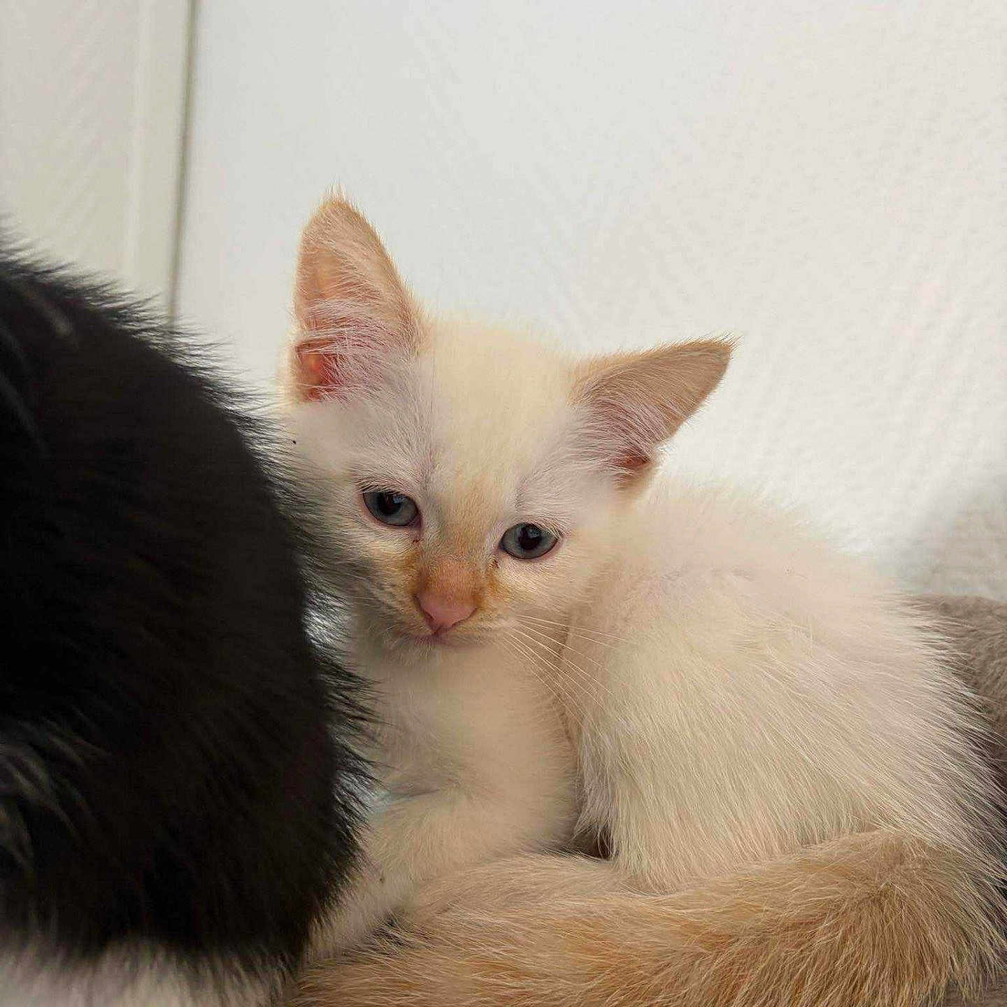 Smoukie participe au concours pour gagner de l'argent avec cette photo : animal, black_fur, cat, closeup, companion, cozy, cute, ears, eyes, fur, indoor, kitten, orange_tail, pet, resting, small, soft, whiskers, white, young
