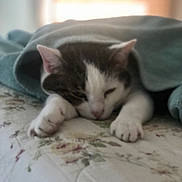 Daisy is registered to the contest to win money with this photo: cat, feline, pet, blanket, bed, sleeping, paws, white_fur, tabby, indoor, cozy, resting, close_up, portrait, fur, whiskers, head, eyes_closed, textile, bedding