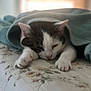 cat, feline, pet, blanket, bed, sleeping, paws, white_fur, tabby, indoor, cozy, resting, close_up, portrait, fur, whiskers, head, eyes_closed, textile, bedding