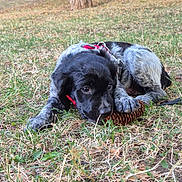 Snooky participe au concours pour gagner de l'argent avec cette photo : animal, black, brown, canine, chewing, cute, dog, fur, grass, nature, outdoor, park, pet, pinecone, playful, puppy, red_harness, tree, white, young_dog