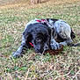 animal, black, brown, canine, chewing, cute, dog, fur, grass, nature, outdoor, park, pet, pinecone, playful, puppy, red_harness, tree, white, young_dog