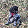 Snooky participe au concours pour gagner de l'argent avec cette photo : animal, black_fur, canine, curious, cute, dog, fur, grass, gray_fur, leash, leaves, nature, outdoor, pet, playful, puppy, red_harness, sitting, small_dog, young_dog