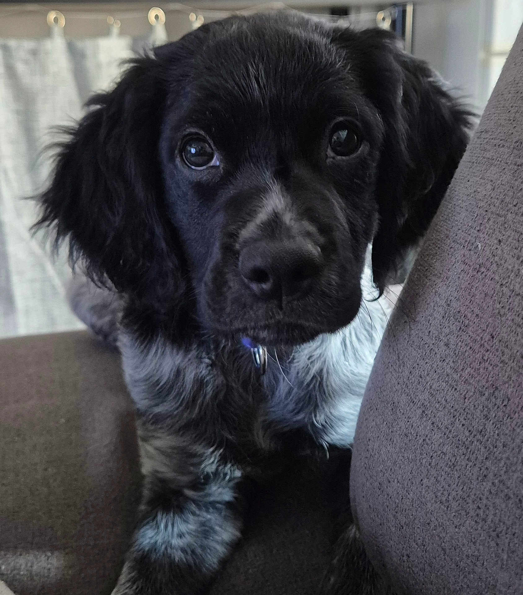Snooky