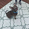 dog, blue_collar, outdoor_rug, patterned_rug, wooden_deck, person, legs, shoes, checkered_shoes, pet, canine, looking_up, ears_up, curious, brown_dog, domestic_animal, companion, animal, outdoors, floor