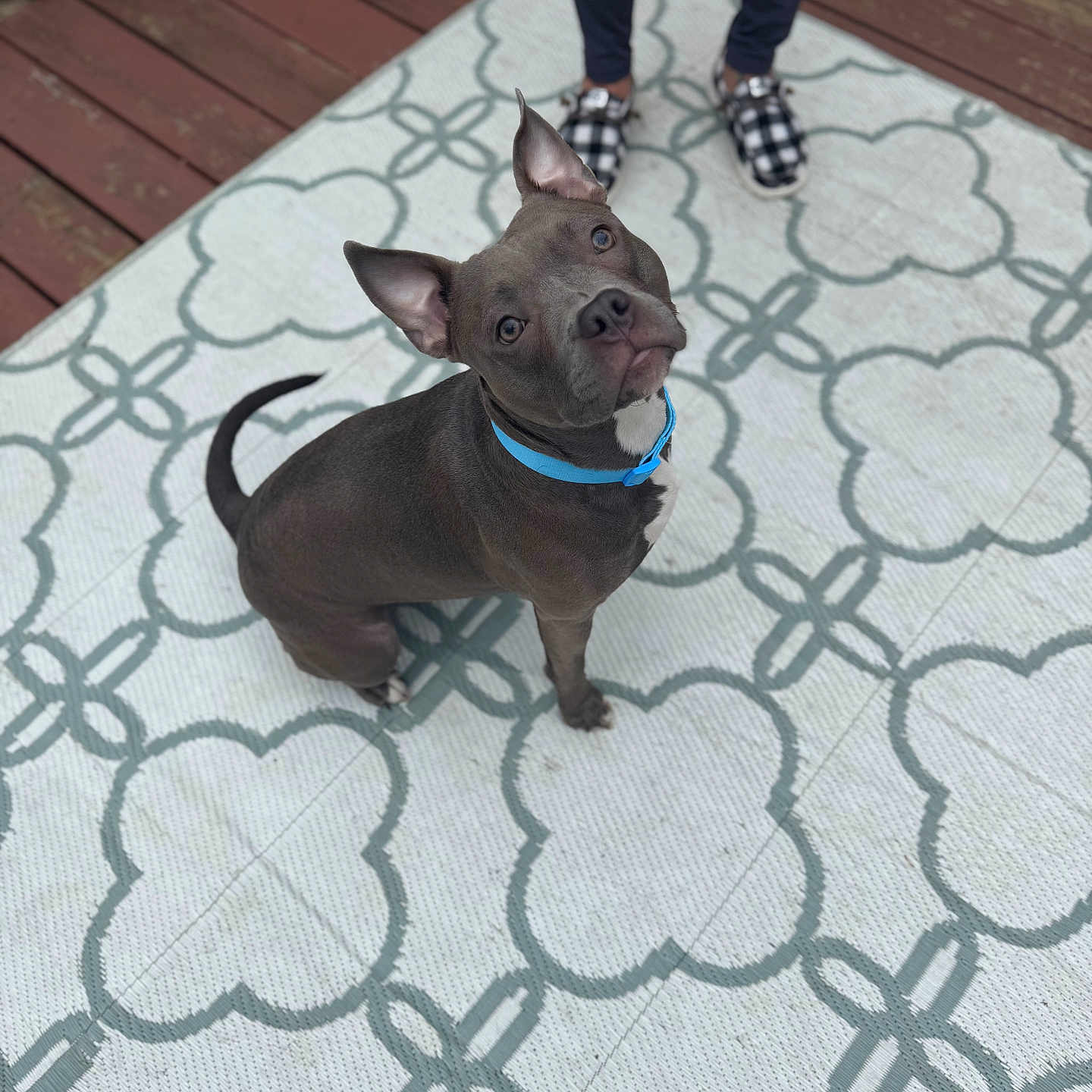 Cali
