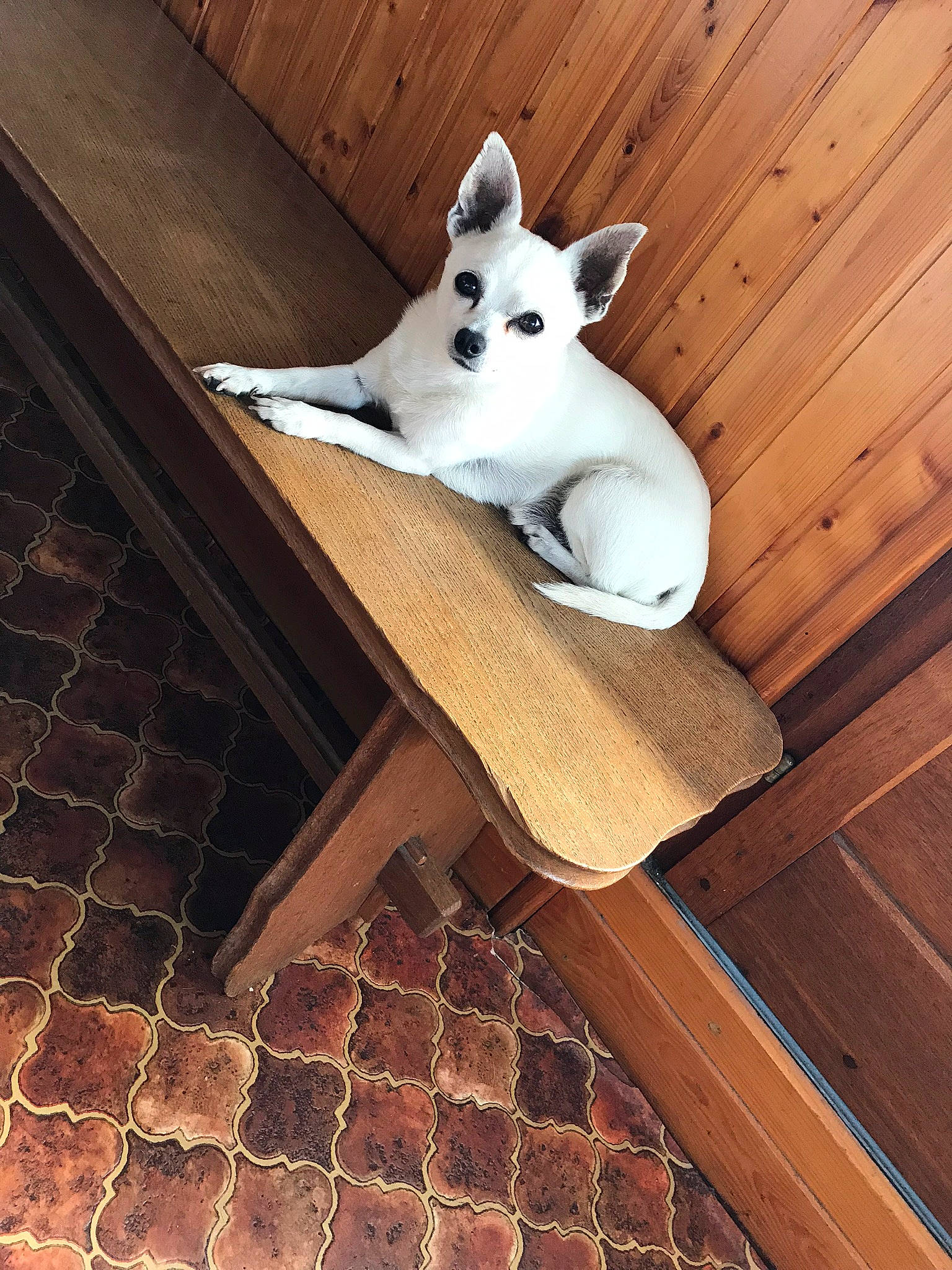 Eaton a rejoint le concours — aidez-le/la à gagner de superbes lots ! brick, carnivore, comfort, companion_dog, dog, dog_breed, fawn, flooring, hardwood, pattern, plywood, rectangle, room, snout, tail, toy_dog, whiskers, wood, wood_stain, working_animal