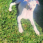 Gunner is registered to the contest to win money with this photo: animal, canine, companion, cute, daylight, dog, ears, face, grass, greenery, laying_down, muzzle, nature, outdoor, paw, pet, relaxed, summer, sunlight, white_dog