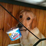 Givrée a rejoint le concours — aidez-le/la à gagner de superbes lots ! dog, golden_retriever, labrador, pet, wood_paneling, container, food_container, mouth, indoor, floor_vent, metal_frame, looking_up, innocent_eyes, canine, animal, domestic_animal, closeup, curious, household, cute