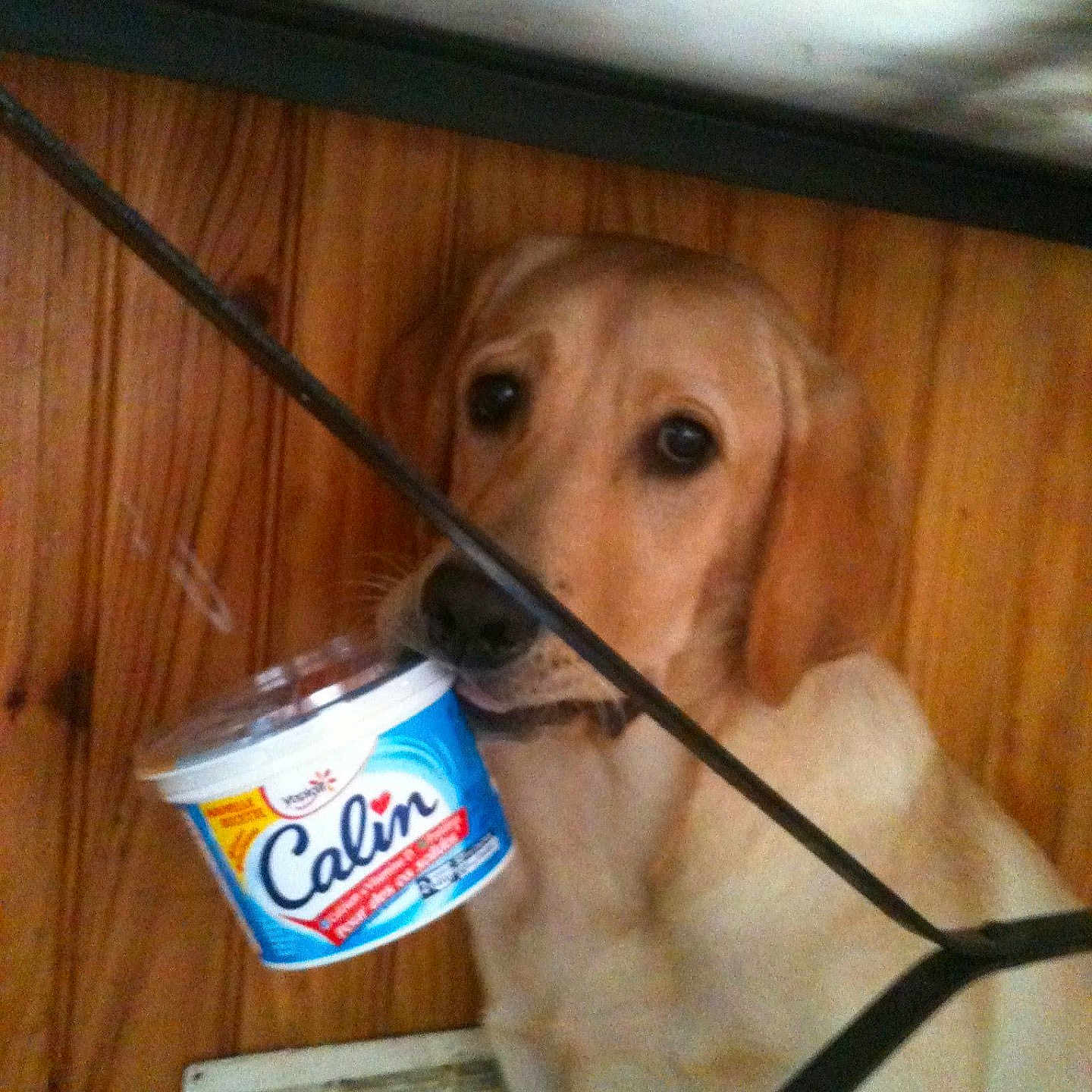 Givrée a rejoint le concours — aidez-le/la à gagner de superbes lots ! animal, canine, closeup, container, curious, cute, dog, domestic_animal, floor_vent, food_container, golden_retriever, household, indoor, innocent_eyes, labrador, looking_up, metal_frame, mouth, pet, wood_paneling