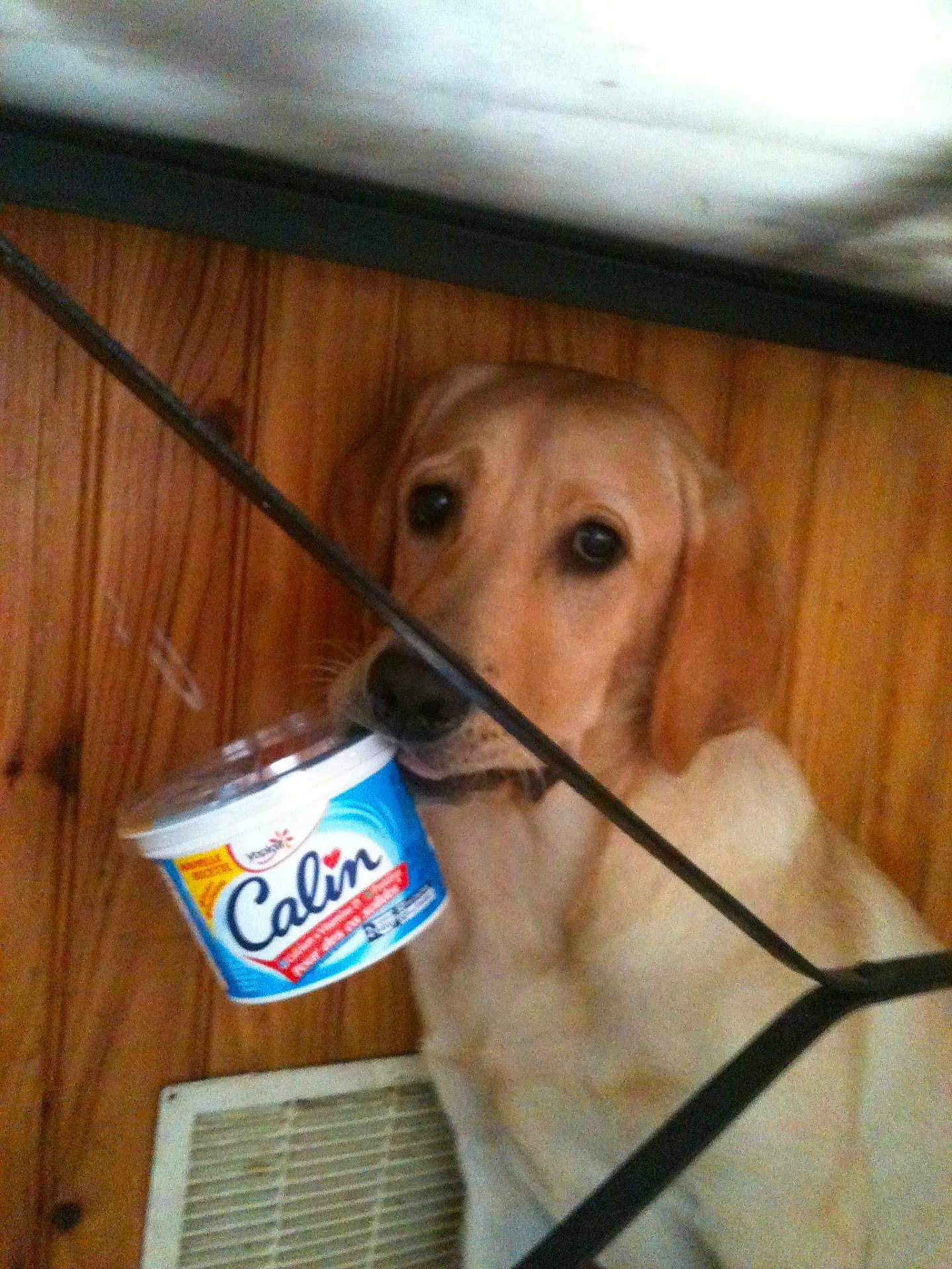 Givrée a rejoint le concours — aidez-le/la à gagner de superbes lots ! dog, golden_retriever, labrador, pet, wood_paneling, container, food_container, mouth, indoor, floor_vent, metal_frame, looking_up, innocent_eyes, canine, animal, domestic_animal, closeup, curious, household, cute