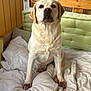 Norma participe au concours pour gagner de l'argent avec cette photo : dog, labrador, yellow_labrador, pet, animal, indoors, blanket, cushion, wooden_furniture, plush_toy, bench, paws, fur, face, ears, snout, nostrils, eyes, nose, resting