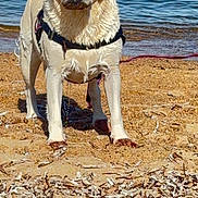 Norma a rejoint le concours — aidez-le/la à gagner de superbes lots ! dog, labrador_retriever, beach, sand, water, wet_fur, harness, leash, outdoor, animal, pet, canine, nature, shore, waves, daylight, summer, mammal, standing, curious