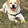 Norma a rejoint le concours — aidez-le/la à gagner de superbes lots ! dog, labrador, yellow_labrador, grass, tennis_ball, pet, animal, outdoor, happy, playful, canine, tongue_out, lying_down, nature, field, summer, fur, muzzle, collar, leash