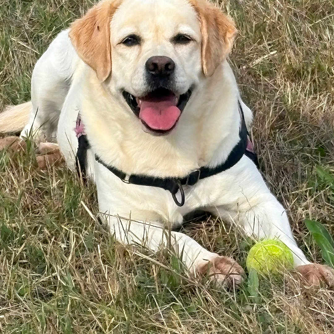 Norma a rejoint le concours — aidez-le/la à gagner de superbes lots ! animal, canine, collar, dog, field, fur, grass, happy, labrador, leash, lying_down, muzzle, nature, outdoor, pet, playful, summer, tennis_ball, tongue_out, yellow_labrador