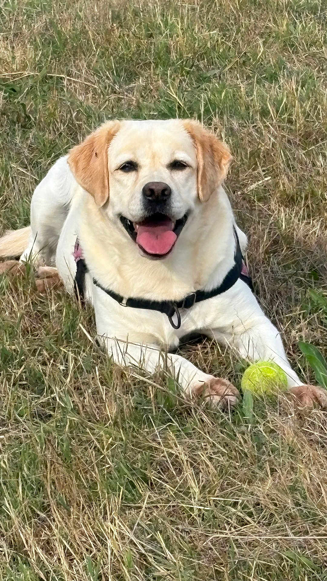 Norma a rejoint le concours — aidez-le/la à gagner de superbes lots ! dog, labrador, yellow_labrador, grass, tennis_ball, pet, animal, outdoor, happy, playful, canine, tongue_out, lying_down, nature, field, summer, fur, muzzle, collar, leash
